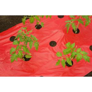 Kweekfolie voor tomaten 0.95 x 10 m