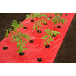 Kweekfolie voor tomaten 0.95 x 5 m