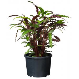 Ritzi  planten container met zijsleuven H 24 x Ø 30 cm - 12 liter