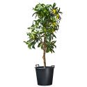 Ritzi planten container met handgrepen H 32 x Ø 36 cm - 30 liter