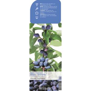 Blauwe honingbes C2 (lonicera caerulea "Kamtschatica") fruitplanten