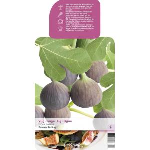 Vijg (ficus carica "Brown Turkey") fruitbomen