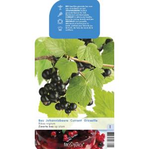 Zwarte bes op stam (ribes nigrum) fruitbomen