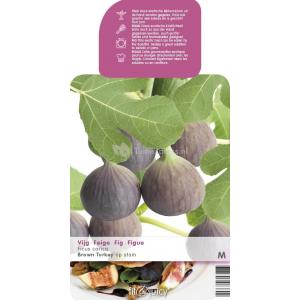 Vijg op stam (Ficus Carica "Brown Turkey") fruitbomen