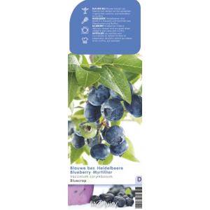 Bosbes (vaccinium corymbosum "Bluecrop") fruitplanten