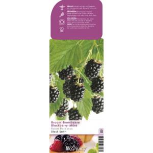 Braam (rubus fruticosus "Black Satin") fruitplanten