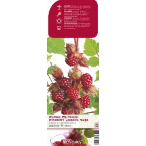 Japanse wijnbes (rubus phoenicolasius) fruitplanten