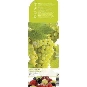 Witte druif (vitis vinifera "Bianca") fruitplanten