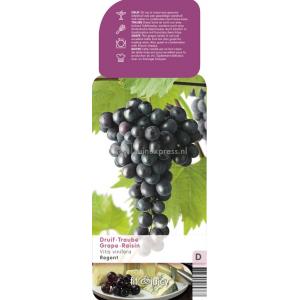 Blauwe druif (vitis vinifera "Regent") fruitplanten