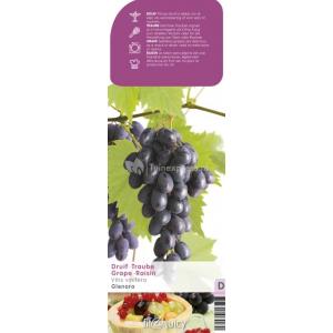Blauwe druif (vitis vinifera "Glenora") fruitplanten