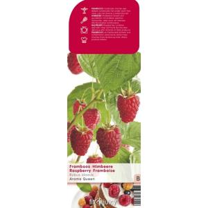 Herfstframboos (rubus idaeus "Aroma Queen") fruitplanten