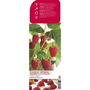 Zomerframboos (rubus idaeus "Malling Promise") fruitplanten