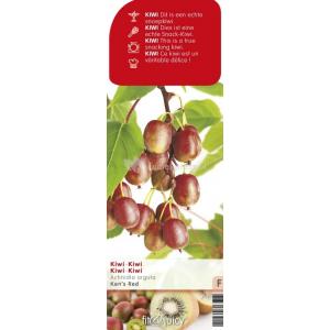 Kiwibes (vrouwelijk) (actinidia arguta "Ken's Red") fruitplanten
