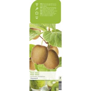 Kiwi (vrouwelijk) (actinidia deliciosa "Hayward”) fruitplanten