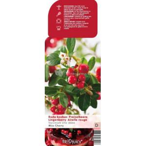 Bosbes (vaccinium vitis-idaea "Miss Cherry"®) fruitplanten