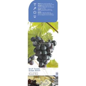 Blauwe druif (vitis vinifera "Muscat Blue") fruitplanten