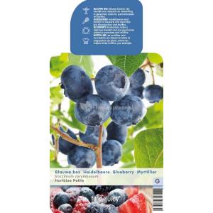 Bosbes (vaccinium corymbosum "Hortblue Petite") fruitplanten