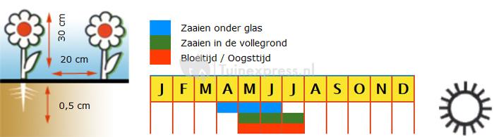 Blauw vergeet-me-nietje van het bos bloemzaden – Vergeet-me-niet