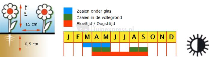 Bosviooltje bloemzaden – Viool Helen Mount