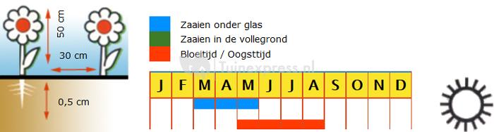 Grootbloemig mengsel bloemzaden - Gerbera Mix