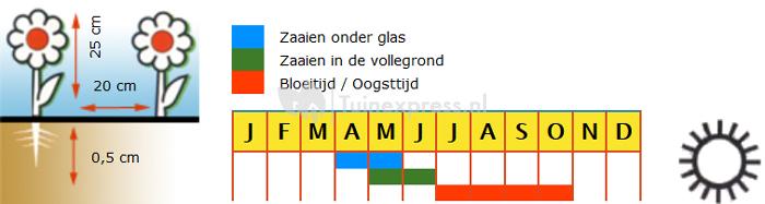 Lage dubbele Afrikaantjes bloemzaden – Orange Flame