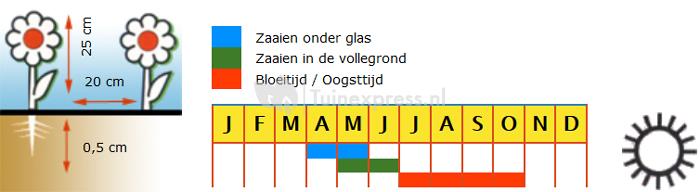 Oranje lage dubbele Afrikaantjes bloemzaden – Tangerine