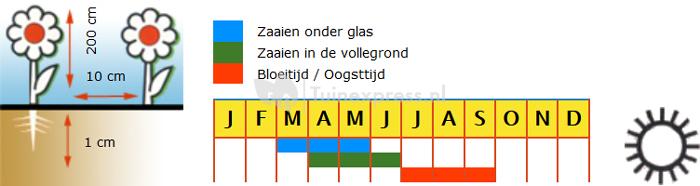 Overblijvende pronkerwt bloemzaden – Reukerwt mix