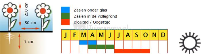 Reuze Zonnebloem enkelbloemig bloemzaden - Zonnebloem hoge gele