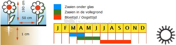 Zonnebloem enkelbloemig bloemzaden - Evening sun Mix