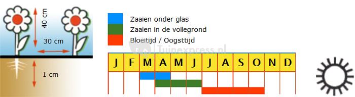 Zonnebloem laag enkelbloemig bloemzaden - Sunspot