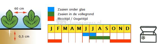 Boerenkool biologische zaden - Westlandse Winter