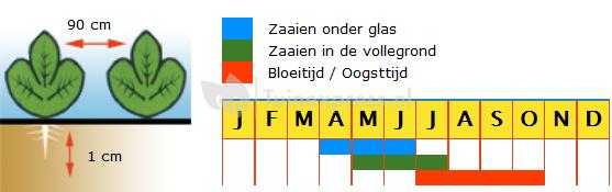 Komkommer (mini-mini) zaden - Hopline F1