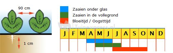 Komkommer (mini) zaden - Broumana F1