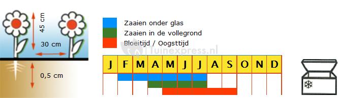 Bladpeterselie biologische zaden - Italian Giant - Hilmar