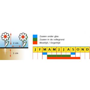 Radijs (langwerpige) biologische zaden - 18 Jours