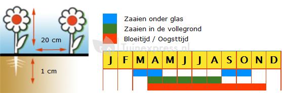 Radijs (ronde rode) biologische zaden - Raxe