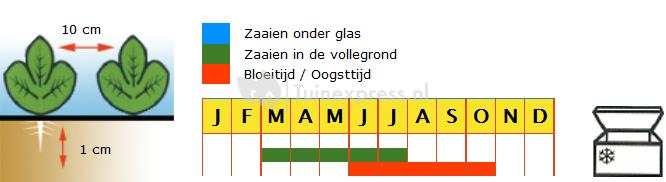 Rode biet (groot) zaden - Kogel 2