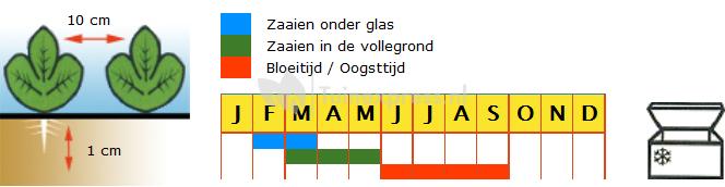 Tuinboon zaden - Driemaal Wit